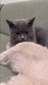 Les inséparables #britishshorthair #chaton