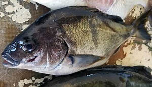 Sargo Fishing: A Complete Guide