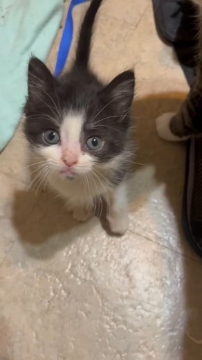 29 reactions | Trying to get a video of cousin Vinny and then peanut comes along, saying me too | Run Around Sue | Facebook