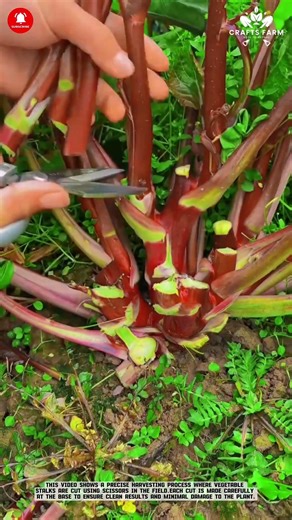 Vegetable Stalk Harves: Precision Cutting with Scissors