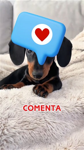 Su perro sabía que algo iba mal… y le salvó la vida 🐕❤️