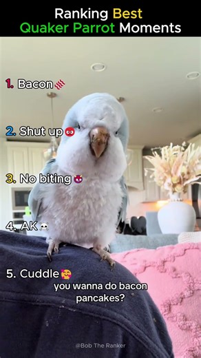 Ranking Best Quaker Parrot Moments 🦜