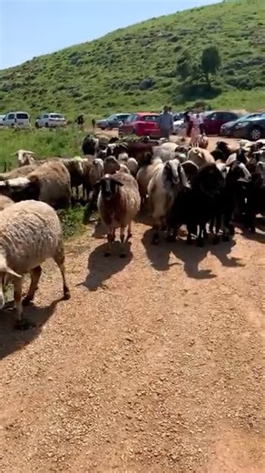 Experience a peaceful morning in the Galilee, walking the same paths where Jesus once walked. 🌅✝️ Discover the stunning landscapes and historic sites that bring the Bible to life in this sacred region of Israel. From tranquil waters to ancient ruins, join us on this spiritual journey through the heart of the Holy Land. Perfect for pilgrims, history lovers, and travelers seeking faith and inspiration. #galilee #HolyLand #JesusWalkedHere #BiblicalIsrael #IsraelTravel #SpiritualJourney #MorningInG