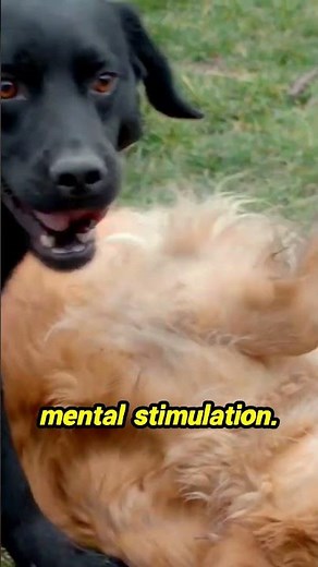 Is your Golden Retriever howling? Discover what it means!