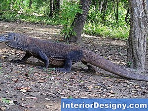 Tuin: Hoe Pythium In De Bodem Te Behandelen - 2026 | Nl.Interior-Designy.com