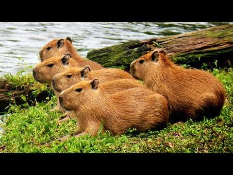 washed rust gameplay