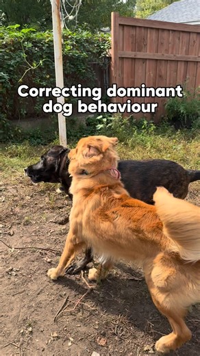 Cherry Hoggs | Dog Training on Instagram: "Inappropriate play behavior can occur for several different reasons. Some dogs simply didn’t learn appropriate social skills as a puppy, while others are hard-wired to be pushy. At other times, a fun play session can suddenly escalate into something inappropriate. It is important to learn how to recognize the early warning signs of aggression, so you can take whatever steps are necessary to keep everyone safe. It’s extremely rare there’s absolutely 0 wa