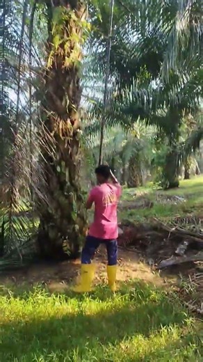 cuting oil food processor #cat #26jan #lifeisbutadream #oilpainting #malaysia @pakistancricket