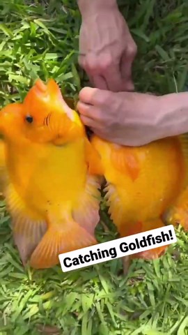 Catching Goldfish!