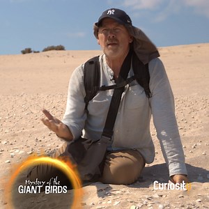 2.4K views · 76 reactions | 65 million years ago, dinosaurs ruled the world. Now they’re back for #DinoWeek on #CuriosityStream! 練 秊 ️ #DinoWeek continues through December 10th!  https://curiosity.tv/7p9u11y | Curiosity Stream | Facebook