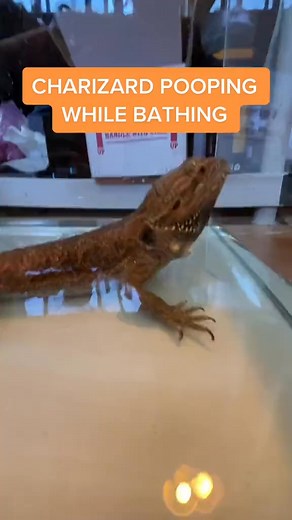 Warm water makes your dragon poop beardeddragon beardeddragonsoftiktok tiktok foryoupage fyp pokemon reptile reptilesoftiktok lizard howto | Reptilian kingdom
