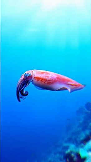 This squid just changed colors in front of the camera 👀✨. #ocean #squid #shorts