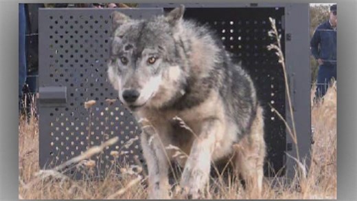 14 of 25 reintroduced wolves are dead