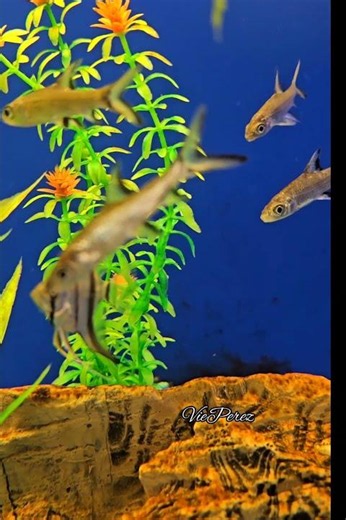These Fish Look Like Tiny Sharks