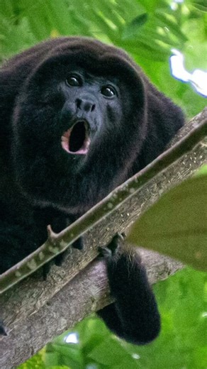 This monkey can scream up to 140 decibels ? #animals #facts