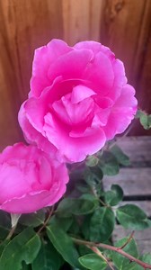 It’s mid-August, and our roses are still thriving in full, glorious bloom. Are you’re drawn to classic reds, buttery yellows, delicate blush tones, or deep velvety shades? There’s a rose here that will turn your garden into a love story. Roses are timeless and surprisingly resilient. They reward you year after year with colour, fragrance, and grace. 👉 All roses are 25% off while they last. It’s the perfect time to bring home beauty that will keep on giving. 📍 Sunshine Coast Nursery: The bigges