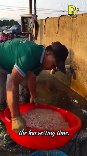 The Secret of Pearl Harvesting!!