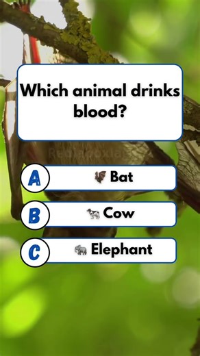 USA Quiz Challenge: Test Your Knowledge with These Questions! #usa #usashorts #usaquiz #usafacts