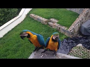 Feeding wild macaws