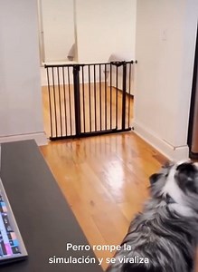 10K views · 85 reactions | Various scientists around the world want to analyze it  #alien #ufo #mystery #alienexposure #dog #UFO #ufology #ufologia #aliens #ufosighting #ufos #ufosightings #extraterrestrial #ovni #UAP #area51 #FacebookReelsContest #alien #aliens #mars #nasa #extraterrestres #science #space #scifi #curiosity #ufovideo #ufosky #ufoball #aliens #ufosighting #ufoalien #ufocommunity #realufos #reelsfb #reels2023 #reelsviral #reelsvideo #viral2023 #viral #fb. | Best One | Facebook