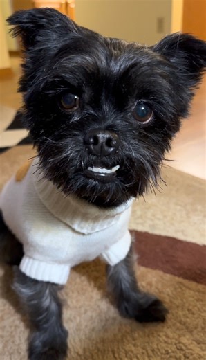 10K views · 670 reactions | Happy Tuesday Besties! #lifestyle #Fallseason #fall #yorkshireterrier #pet #petlovers #Halloween #funny #doglife #fall2025 | Clay The Yorkie Collection | Facebook