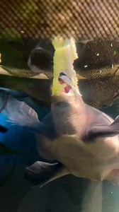 1.6K views · 29 reactions | The Fly River Turtle uses its nose as a sensory organ to locate food in the murky freshwater lakes and river systems where it lives.  | Long Island Aquarium | Facebook