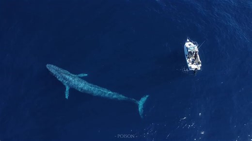 好想你 超级想 特别想#BlueI蓝调时刻 #歌曲BlueI