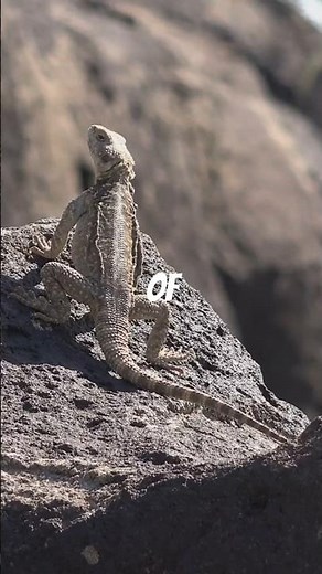 Lizard’s Amazing Tail Trick: Nature’s Ultimate Escape Strategy!