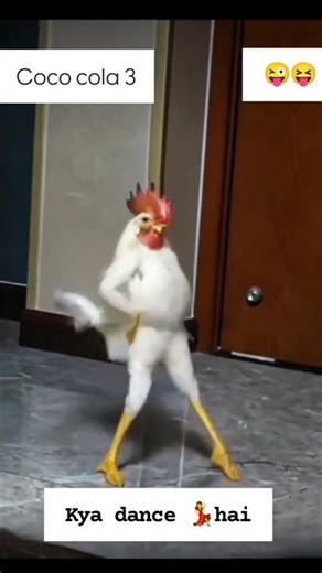 December 3, 2025 murga dance 🐔