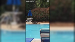 Alligator removed from resort swimming pool