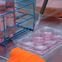 Video: Polarization of M1 and M2 Human Monocyte-Derived Cells and Analysis with Flow Cytometry upon Mycobacterium tuberculosis Infection