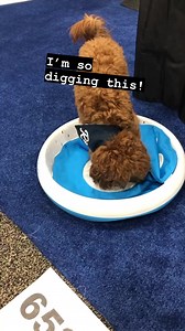 80 reactions · 6 comments |   These pups were really digging (pun intended ) this iDig toy from iFetch This video was from last year’s SuperZoo, by WPA - North America’s largest pet retail event! I’ll be attending this upcoming #SuperZoo2023 too, so be sure to follow and be on the lookout for a my first-hand sneak peaks at the hottest new dog toys and other pet products!  | Kristen Levine | Facebook