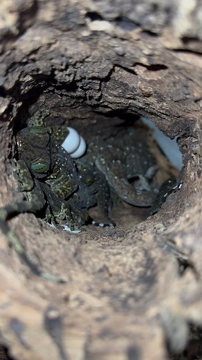 Jimmy (Gekko & Gecko, LLC) on Instagram: "Look at those green eyes! Here is a family of green eye geckos. How many do you see in there? #gekko #gekkogecko #gekkosmithii #greeneyes #geckos #geckobreeding #geckobreeders #geckobaby #geckofamily"