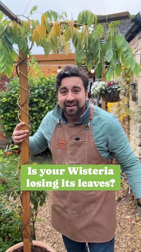 20K views · 193 reactions | If you’re worried about your wisteria...