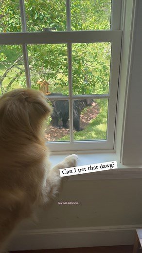 Bear Cub ☁️ | Cub Cub saw his first Black Bear today. It was the ✨Best Day Since Yesterday✨ He wasn’t allowed to pet him however, so he will be petting... | Instagram