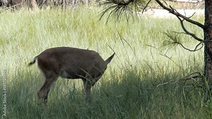 a female mule deer (Odocoileus hemionus) feeding in a meadow at yosemite valley, usa