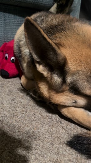 Clifford plush snuggle buddy #dog #dogs #germenshepherd #dogtoys #clifford