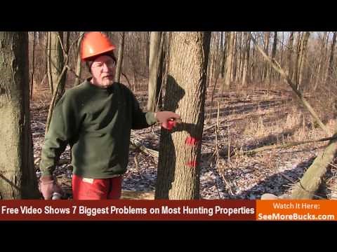 How To Hinge Cut Trees Safely For Better Deer Habitat