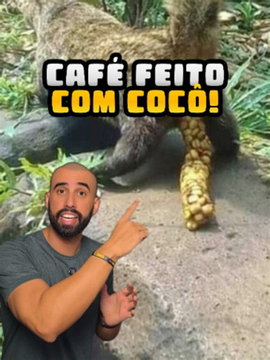 Kopi Luwak: você tomaria esse café?