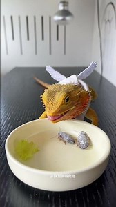 Bearded dragon, Dubia roach, hunting moment, reptile pet, reptile