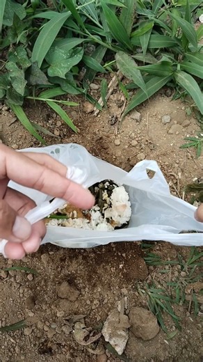 Fertilize the soil with kitchen waste