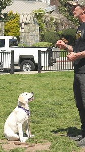 Some real basics to successful #puppytraining ! Enjoy your puppy and help them to grow up to be the best dog possible! #puppies #puppytrainingtips #labradorpuppy #pupplover #doglover #yellowlab | Robert Cabral