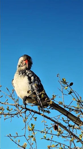 Hornbill Perched on a Branch in Kruger National Park, South Africa