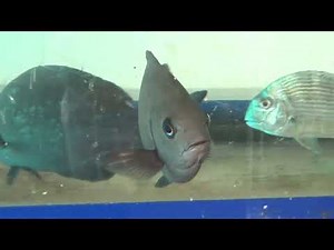 メジナ３魚種が水槽で泳いでいます。オキナメジナ（ウシグレ）、クロメジナ（オナガグレ）、メジナ（クチブトグレ）飼育していますが、これらはすべてフカセで釣った者ばかり。オール和歌山。