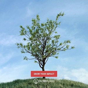 Learn how planting trees helps restore forests and support our planet this Giving Tuesday. | One Tree Planted