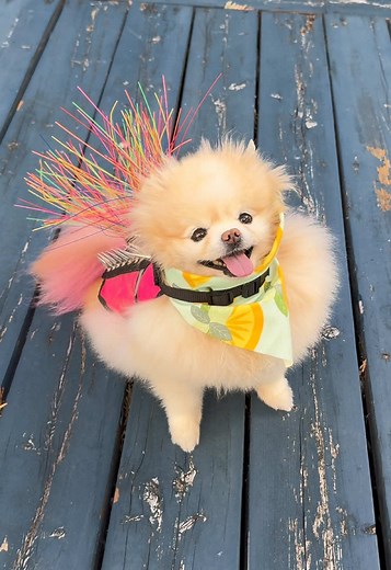 Protecting Pets with Coyote Vests for Dogs