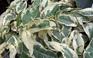 Ficus Variegata: La guía completa para su cuidado | Ficusplant
