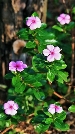 How to grow PERIWINKLE flower 🌺 plant at home from cutting! ! #gardenscapes #periwinkle #shortvideo