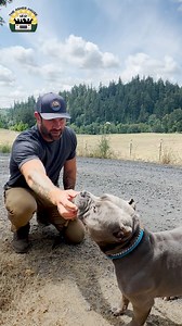 3.3M views · 141K reactions | Beast has one of the most shocking backstories I've ever heard. I've rescued and cared for hundreds of dogs and his story is one of the craziest. But he's safe now and never has to worry again ❤️ | The Asher House | Facebook