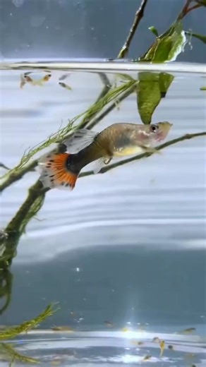 🧐 The Way guppies giving birth! #guppy #fishtank #aquarium | Trip Aquarium